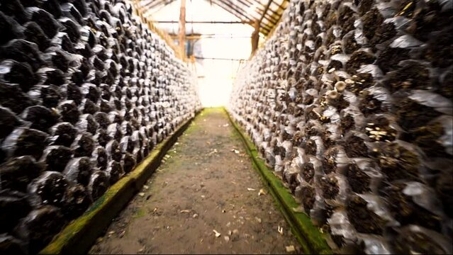 Mushroom cultivation in greenhouses, mushroom production for consumption, mushroom lumps