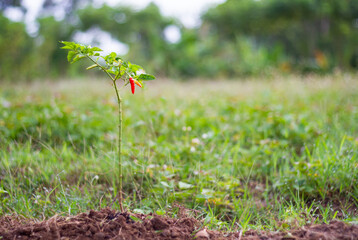 Chili tree in the garden. Cayenne pepper.