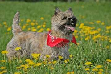 Cairn Terrier dog wearing bandana , smiling, standing in spring flower meadow.