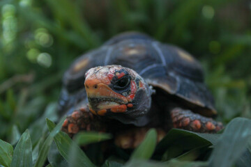 Close view of a tortoise