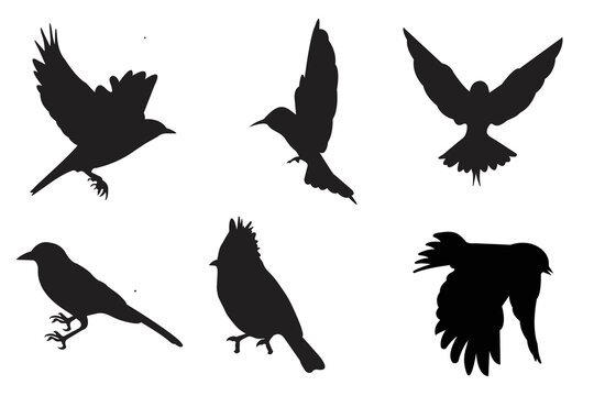bird silhouettes, bird vectors, bird black