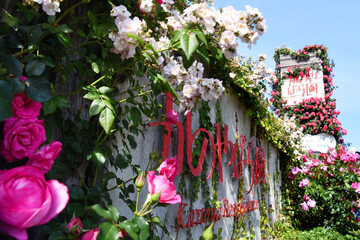 鹿児島県・かのやバラ園の満開の花看板
