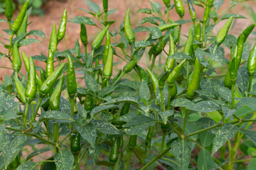 Green chili on the tree. Cayenne pepper.