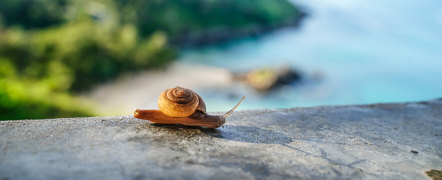 Beautiful snail with sea coast on the background. Thailand. Traveling concept.