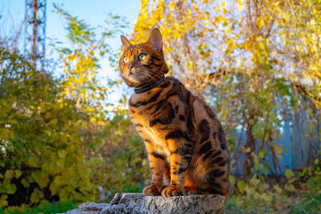 Young beautiful Bengal cat on an autumn walk among the yellow autumn foliage