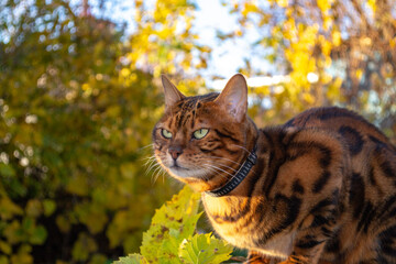 Young beautiful Bengal cat on an autumn walk among the yellow autumn foliage