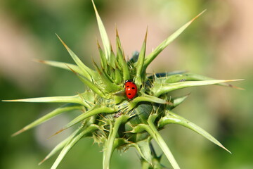 Thorny plants and flowers in a forest clearing.