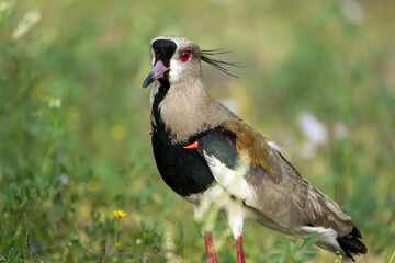 The Tero, South American bird close-up with its orange spur that serves as protection