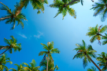 Obraz premium Tropical coconut palm trees frame with clear blue sky as copy space background