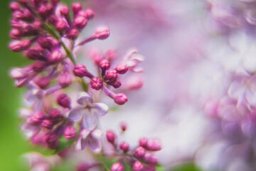 Blossom lilac flowers in spring. Soft focus, shallow deph of field.