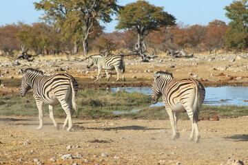 Fototapeta na wymiar Zebras on water tour