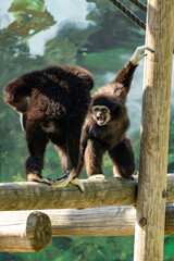 Monkey in wild jungle at day light