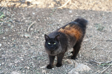 Obraz premium Beautiful domestic cat