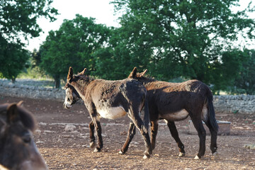 Donkeys graze