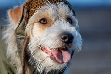 Portrait of a Jack Russell Terrier in a green cap. Military concept