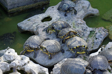 Fototapeta na wymiar Turtles sit on rocks