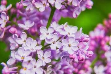 Beautiful lilac flowers bunch background