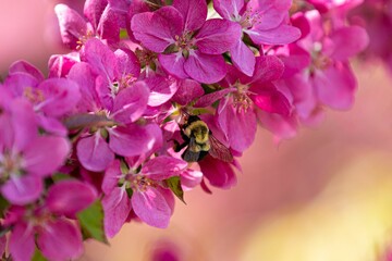 Macro shot of a bee sitting on beautiful pink flowers of blooming tree on sunny day