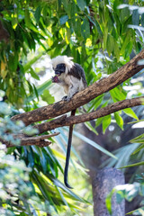 Monkey in wild jungle at day light