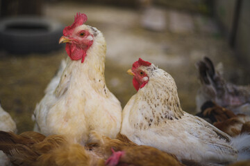 Hens feeding on traditional rural barnyard. Close up of chicken on barn yard. Free range poultry farming concept.
