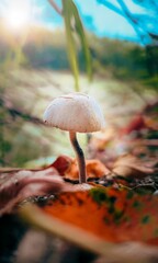 Vertical shot of a Death cap surrounded by foliage
