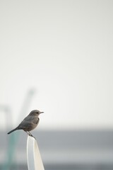 Little sparrow bird sitting on a top of the white chair