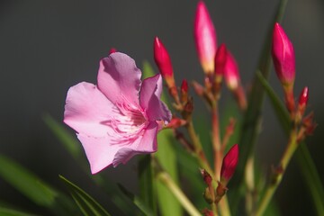 Closeup of a bunch of pink flower and buds of Nerium, Dwarf Oleander or Dwarf Pink Ice