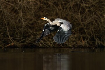 View of the grey heron flying over the lake
