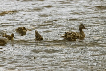 Mallard ducklings following their mother duck in the water, beautiful evening scene