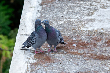 2 pigeons (Columba livia) mating on top of the roof of a building in Athens, Greece.