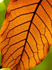 Obraz premium orange leaf texture