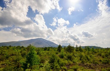 Landscape view of fir trees with mountains in the background against a clouded sky