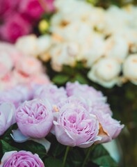 Closeup shot of a garden full of colorful roses