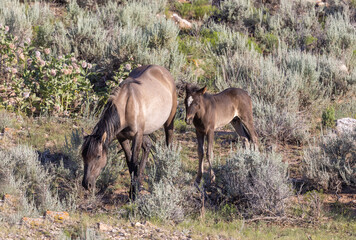 Obraz na płótnie Canvas Wild Horse Mare and Foal in the Pryor Mountains Montana in Summer