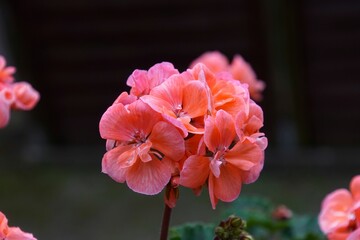 Closeup of a blossomed pink Garden geranium flowerhead