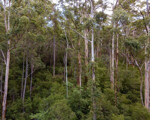 Trees in Karri Valley, Pemberton Western Australia