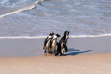 African Boulders Beach Penguin Colony. Penguins resting on the rocks and sand.
