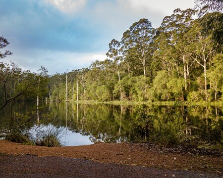 Lake with reflections of trees in Karri Valley, Pemberton Western Australia