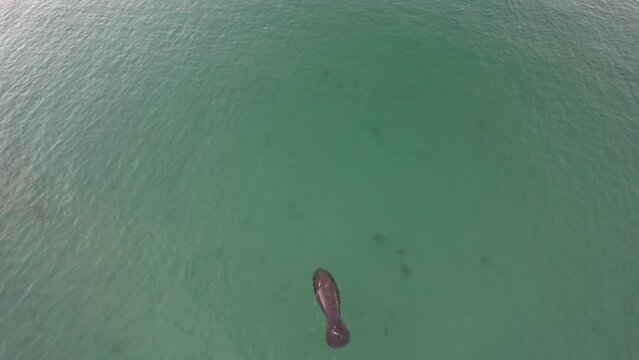Aerial view of a manatee swimming under green water near Venice, Florida