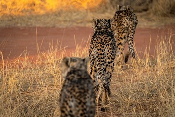 Group of beautiful wild spotted cheetahs walking on a rural field in Namibia