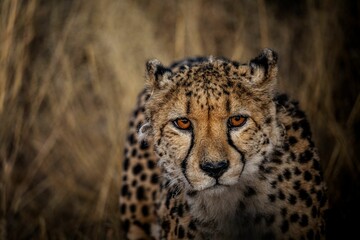 Closeup shot of a beautiful wild spotted cheetah with orange eyes on a rural field in Namibia