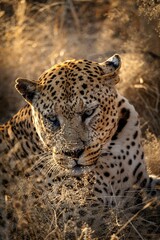 Vertical closeup shot of a beautiful wild spotted leopard on a rural field in Namibia