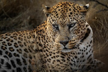 Closeup shot of a beautiful wild spotted leopard on a rural field in Namibia