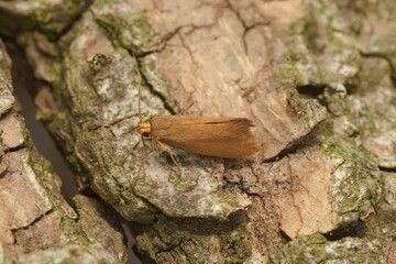 Macro shot of a Crassa unitella micro small moth on a branch