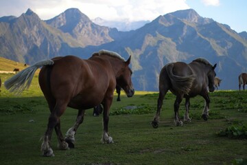 Obraz premium Closeup of the horses walking in the pasture.