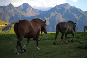Closeup of the horses walking in the pasture.