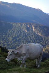 Fototapeta na wymiar Vertical shot of a grazing cow against the background of the green hillside.
