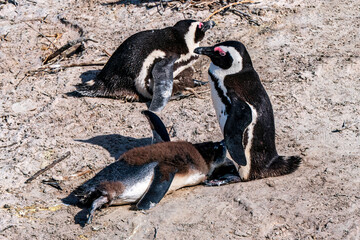 African Boulders Beach Penguin Colony. Penguins resting on the rocks and sand.