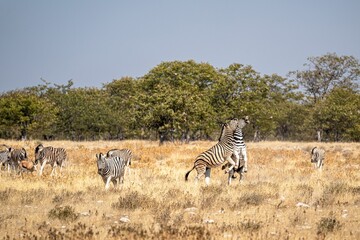 Fototapeta na wymiar Group of zebras running around in Etosh National Park in Namibia