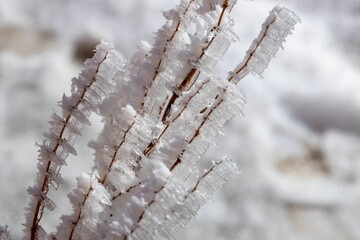Closeup shot of a plant stem in frost